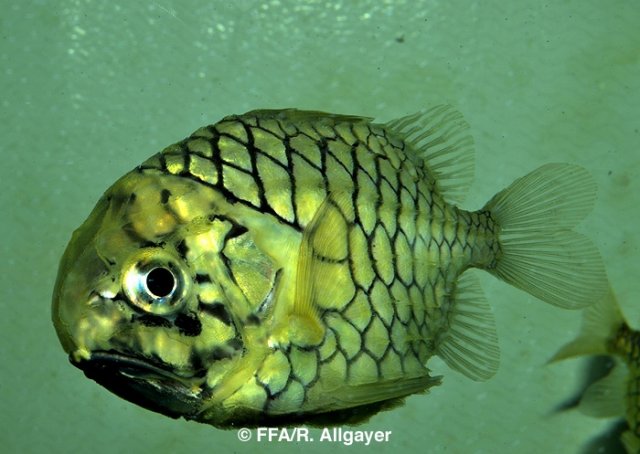 Monocentris japonicus - 